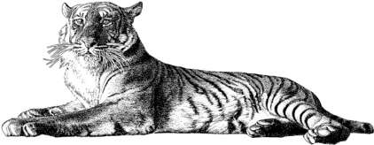 tigerruht