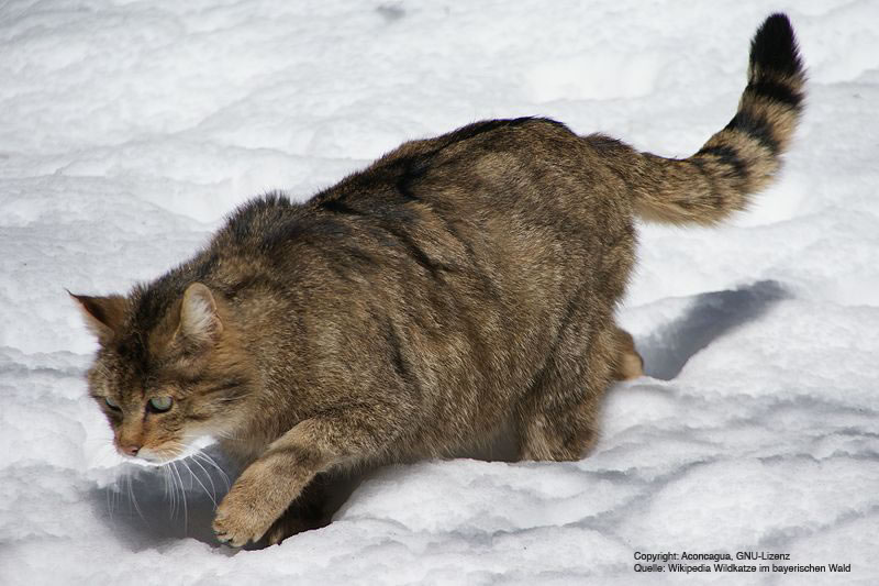 wildkatze_bayrischerwald